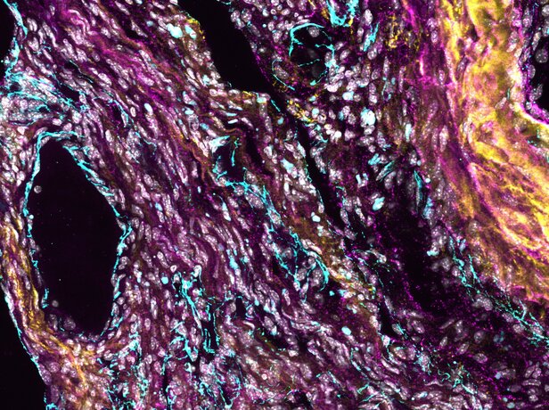Visuals | Dominguez Lab