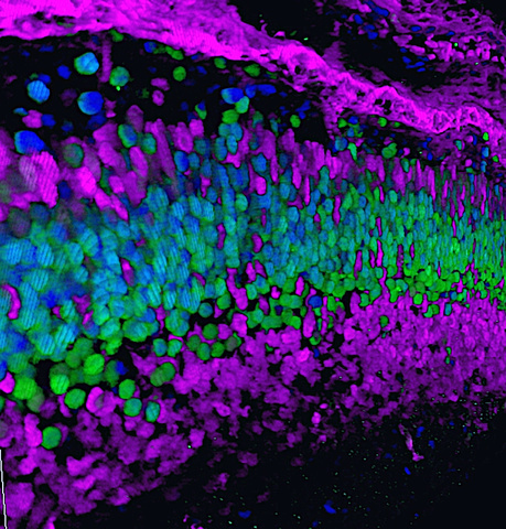 Visuals | Dominguez Lab